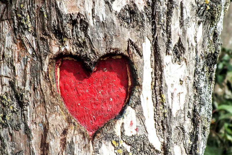 A heart, carved into the bark of a tree, and painted red.