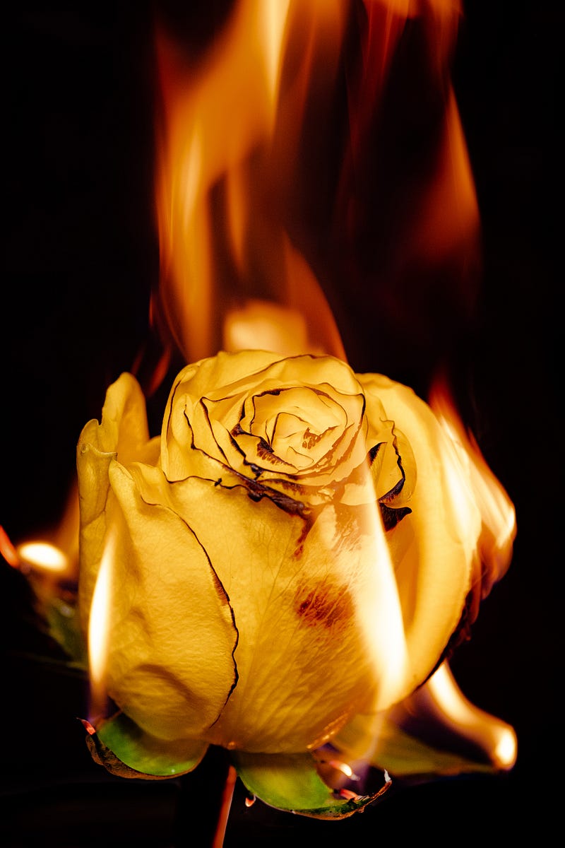 A burning rose symbolizing the balance between passion and stability.